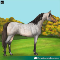 Horse Color:Buckskin Roan 