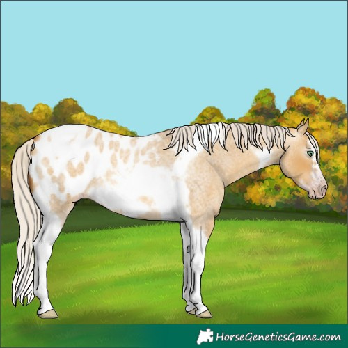 Horse Color:Gray Silver Amber Cream Champagne Roan Dun Splash Tobiano Frame Appaloosa Rabicano 