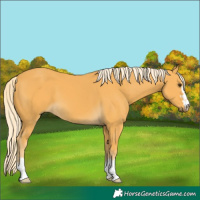 Horse Color:Palomino 