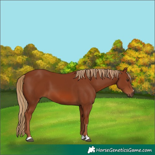 Horse Color:Chestnut 