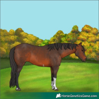 Horse Color:Brown Tobiano 