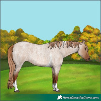 Horse Color:Red Dun Roan Tobiano 