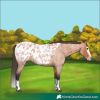 Horse Color:Bay Roan Splash Frame Appaloosa 