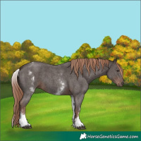 Horse Color:White Spotted Liver Chestnut Sabino
