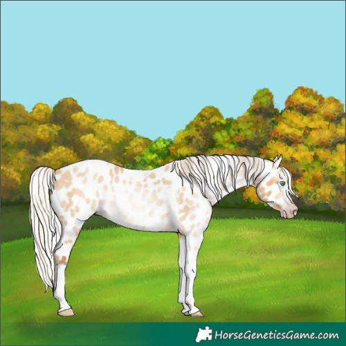 Horse Color:Gray Silver Amber Cream Champagne Roan Dun Splash Tobiano Frame Appaloosa Rabicano 