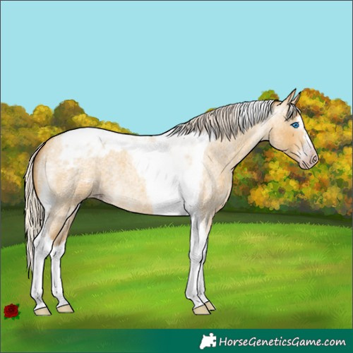 Horse Color:Gray Silver Amber Cream Champagne Roan Dun Splash Tobiano Frame Varnish Rabicano 