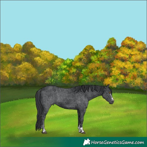Horse Color:Black 