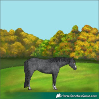 Horse Color:Black 