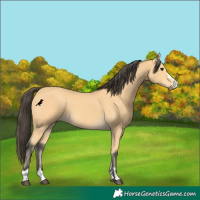 Horse Color:Buckskin 