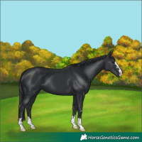 Horse Color:Black 