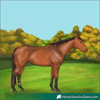 Horse Color:Bay 