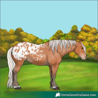 Horse Color:Silver Bay Appaloosa 