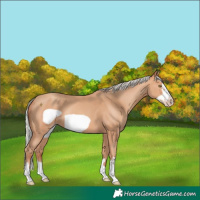Horse Color:Silver Amber Champagne Frame 