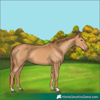 Horse Color:Chestnut 