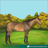 Horse Color:Buckskin