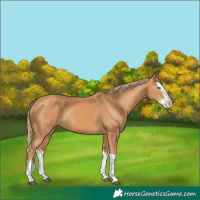 Horse Color:Chestnut Splash 