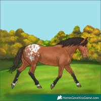 Horse Color:Bay Appaloosa 