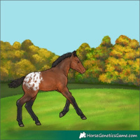 Horse Color:Bay Appaloosa 
