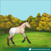 Horse Color:Bay Dun Blanket 
