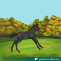 Horse Color:Black Appaloosa