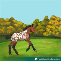 Horse Color:Bay Near Leopard 