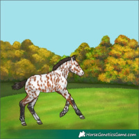 Horse Color:Bay Leopard 