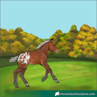 Horse Color:Silver Bay Blanket