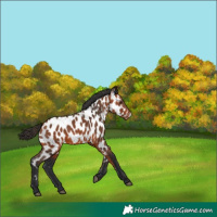 Horse Color:Bay Near Leopard 
