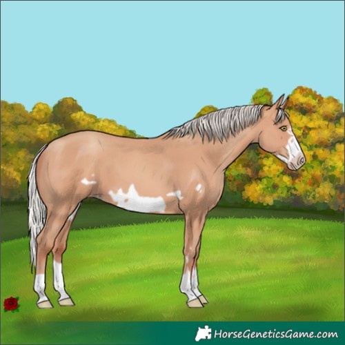 Horse Color:Silver Amber Champagne Frame 