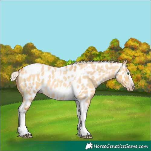 Horse Color:Gray Silver Amber Cream Champagne Roan Dun Splash Tobiano Frame Near Leopard Rabicano