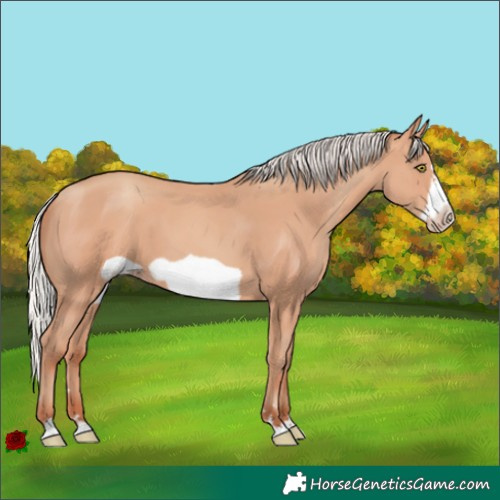 Horse Color:Silver Amber Champagne Frame 