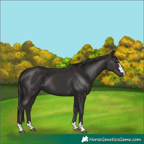 Horse Color:Smoky Black