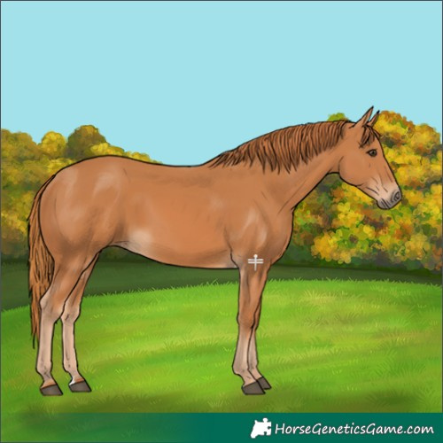 Horse Color:Chestnut 