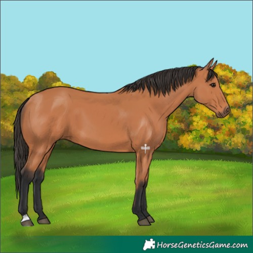 Horse Color:Bay 