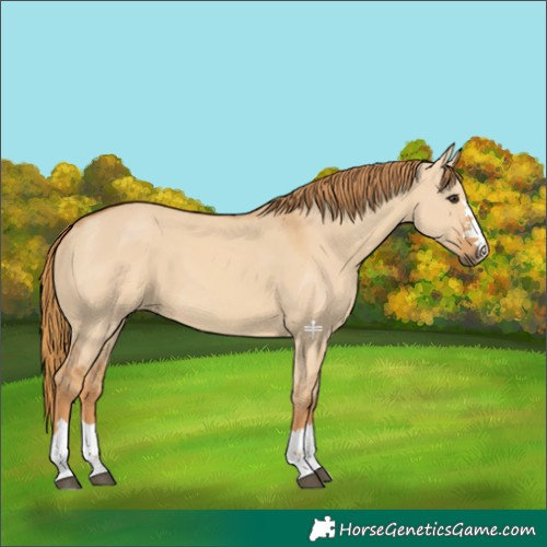 Horse Color:Red Dun 