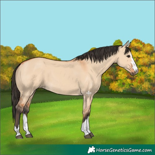 Horse Color:Bay Dun 