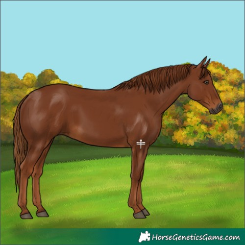 Horse Color:Gray Chestnut 