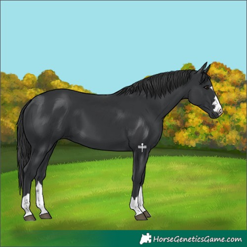 Horse Color:Black 