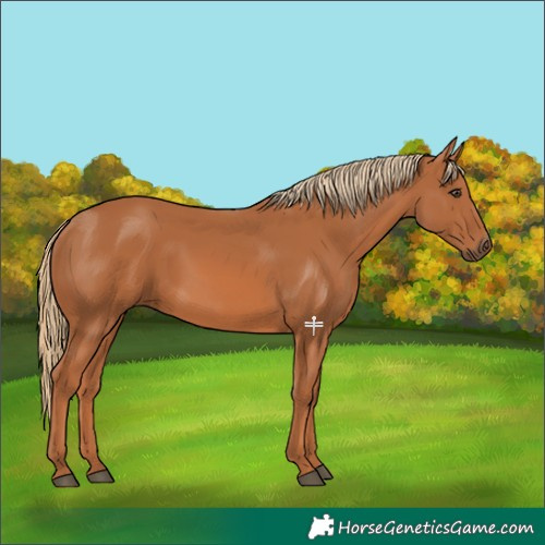 Horse Color:Chestnut 