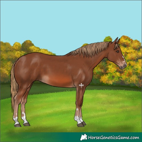 Horse Color:Chestnut 