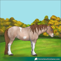 Horse Color:Liver Red Roan Pearl Tobiano Frame 