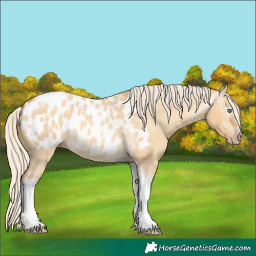 Horse Color:Gray Silver Amber Cream Champagne Roan Dun Splash Tobiano Frame Appaloosa Rabicano 