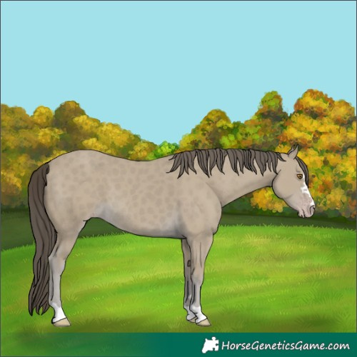 Horse Color:Classic Cream Champagne 