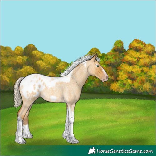 Horse Color:Gray Silver Amber Cream Champagne Roan Dun Splash Tobiano Frame Appaloosa Rabicano 