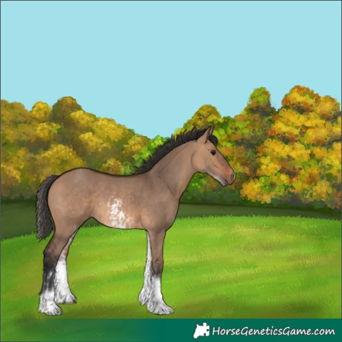 Horse Color:White Spotted Bay Dun Rabicano  and White Spotted Bay Dun Rabicano 