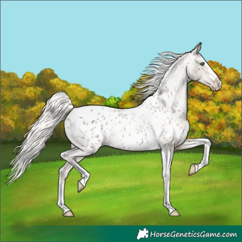 Horse Color:Silver Classic Cream Champagne Ice Roan Splash Tobiano Appaloosa Rabicano 
