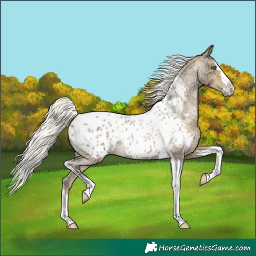Horse Color:Silver Classic Cream Champagne Ice Roan Splash Tobiano Blanket Rabicano 