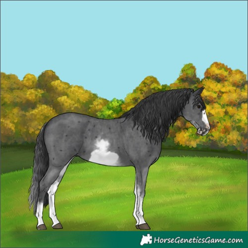 Horse Color:White Spotted Black Sabino Frame
