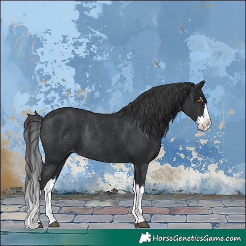 Horse Color:Black Splash Appaloosa Rabicano