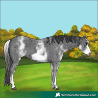 Horse Color:White Spotted Black Sabino Frame